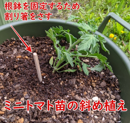ミニトマトの苗の斜め植え